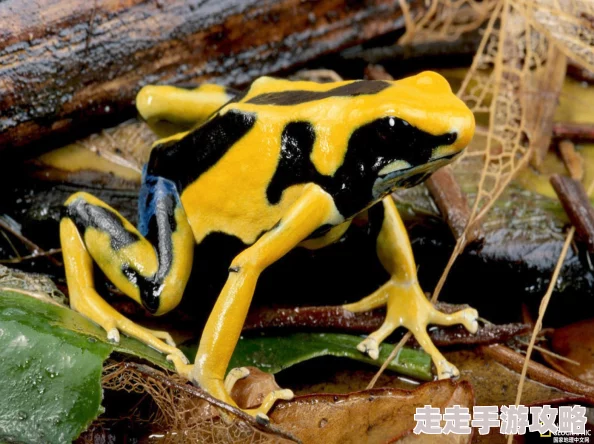 DNF全新爆料:时装染色功能NPC“色彩大师”即将上线 DNF全新爆料:时装染色功能NPC“色彩大师”即将上线