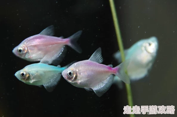 DNF全新爆料:时装染色功能NPC“色彩大师”即将上线 DNF全新爆料:时装染色功能NPC“色彩大师”即将上线