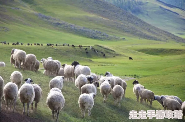 青青草原亚洲为何拥有众多美食让人们流连忘返回味无穷 青青草原亚洲为何拥有众多美食让人们流连忘返回味无穷