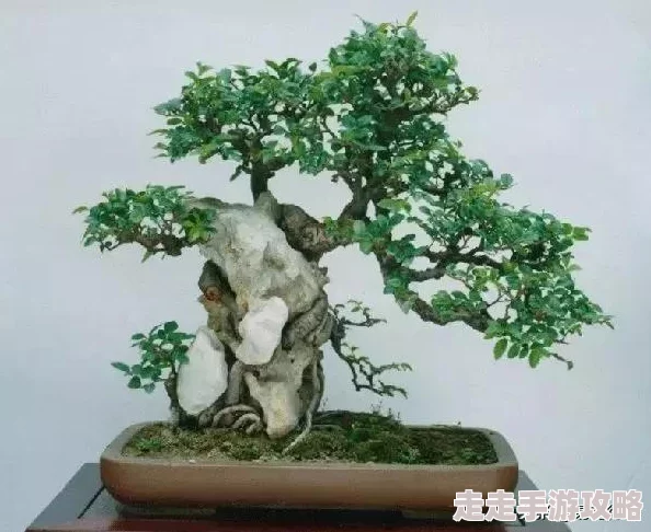 天天日日为什么它经久不衰因为它代表了人们对美好未来的憧憬 天天日日为什么它经久不衰因为它代表了人们对美好未来的憧憬