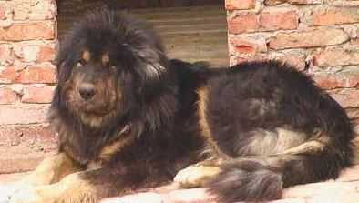 为什么藏獒又粗又大把我c哭了强大的保护能力和忠诚度让人感到安全