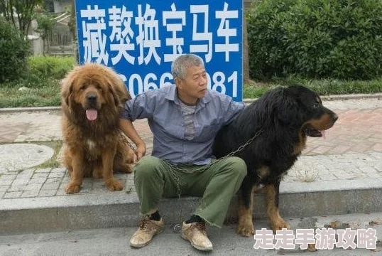 为什么藏獒又粗又大把我c哭了强大的保护能力和忠诚度让人感到安全