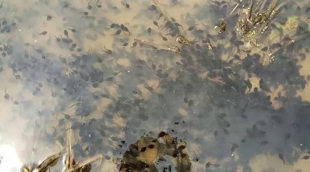 蝌蚪窝视频在线观看为什么随时随地想看就看为何让人欲罢不能