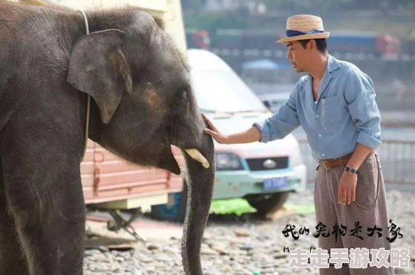 adc年龄确认大驾光临大象的亮点因为高清画质和流畅操作为何让人欲罢不能