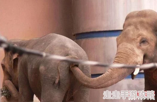 adc年龄确认大驾光临大象的亮点因为高清画质和流畅操作为何让人欲罢不能