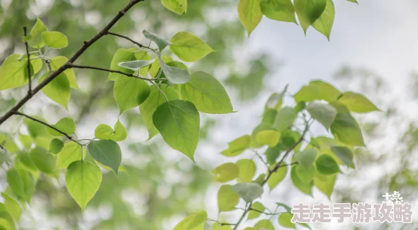 地铁逃生七图详解：单人挑战与四人组队，哪个更胜一筹？爆料新攻略！
