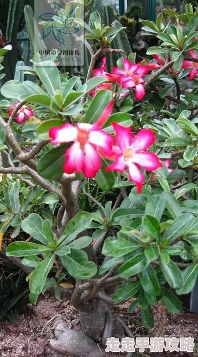 如鸢第6章通关全攻略：揭秘高难关卡6-20与6-25打法爆料