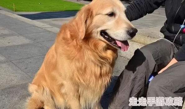 独家爆料：地铁逃生事件中，神秘狗狗现身位置曝光！