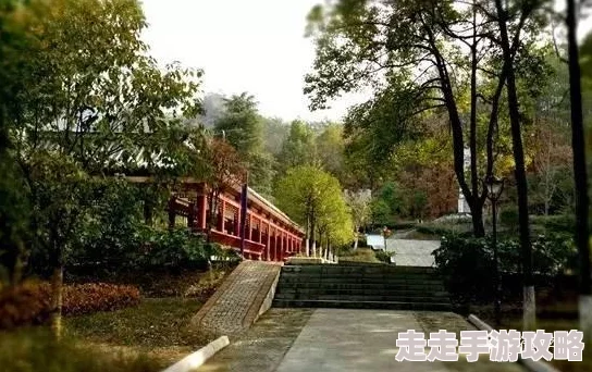 光遇绿树成荫时活动规则大揭秘：玩法攻略与最新爆料信息汇总
