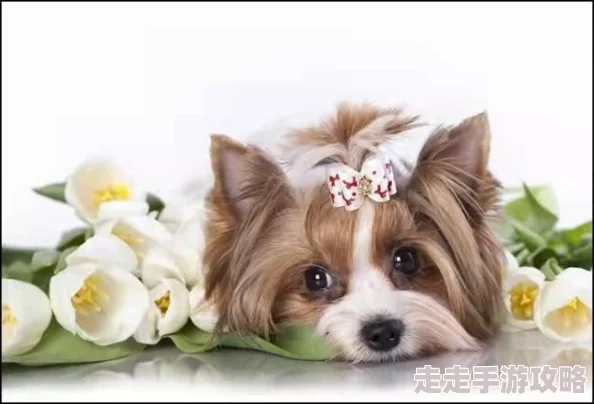 引导狗狗上自己技巧存在风险或造成伤害请谨慎操作并寻求专业人士指导