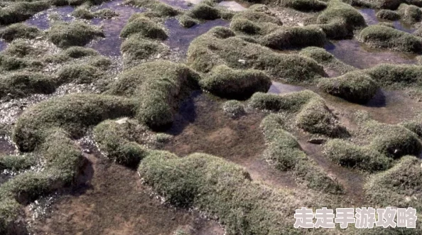 日本无人区码卡1据说有神秘爱好者定期前往探索发现奇异磁场现象
