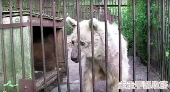 犬交经历曝光违反动物保护法行为虐待动物将受到法律严惩