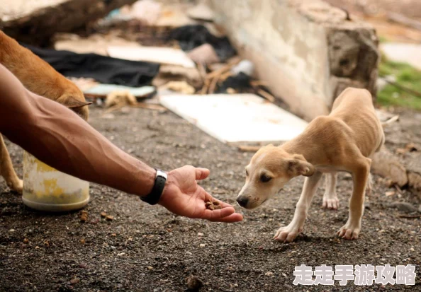 犬交经历曝光违反动物保护法行为虐待动物将受到法律严惩