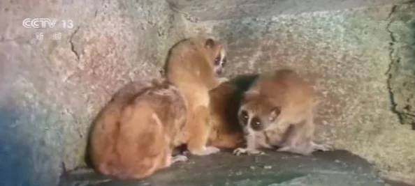 犬交经历曝光违反动物保护法行为虐待动物将受到法律严惩