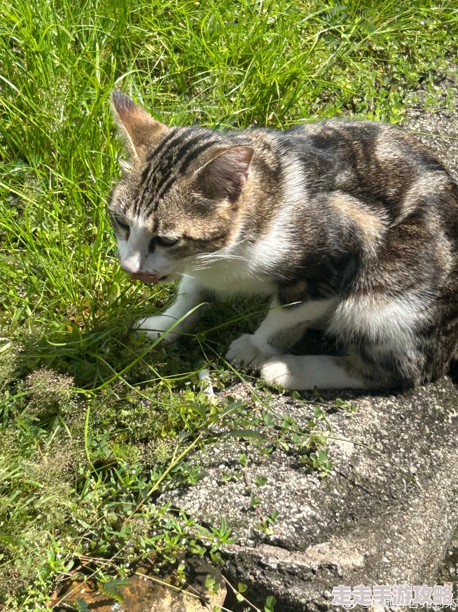嗯哼好舒服原标题为《午后阳光下的猫咪》纪录片摄制组回应猫咪状态良好 嗯哼好舒服原标题为《午后阳光下的猫咪》纪录片摄制组回应猫咪状态良好
