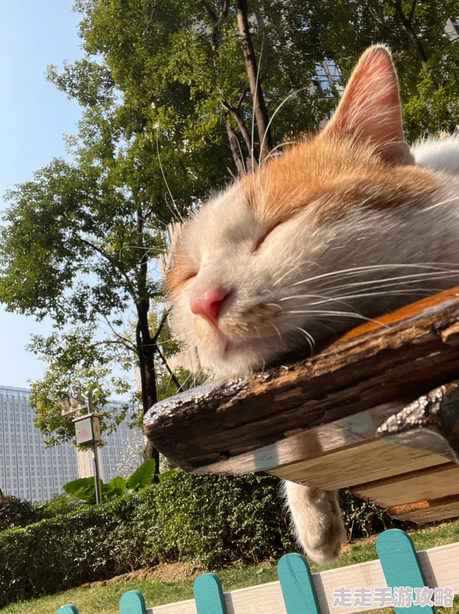 嗯哼好舒服原标题为《午后阳光下的猫咪》纪录片摄制组回应猫咪状态良好 嗯哼好舒服原标题为《午后阳光下的猫咪》纪录片摄制组回应猫咪状态良好