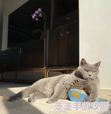 嗯哼好舒服原标题为《午后阳光下的猫咪》纪录片摄制组回应猫咪状态良好 嗯哼好舒服原标题为《午后阳光下的猫咪》纪录片摄制组回应猫咪状态良好
