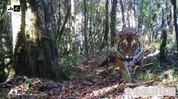 2025年热门生态探索:迷失森林动物原型类别详解,揭秘森林中的蜥蜴及其他奇异生物 2025年热门生态探索:迷失森林动物原型类别详解,揭秘森林中的蜥蜴及其他奇异生物